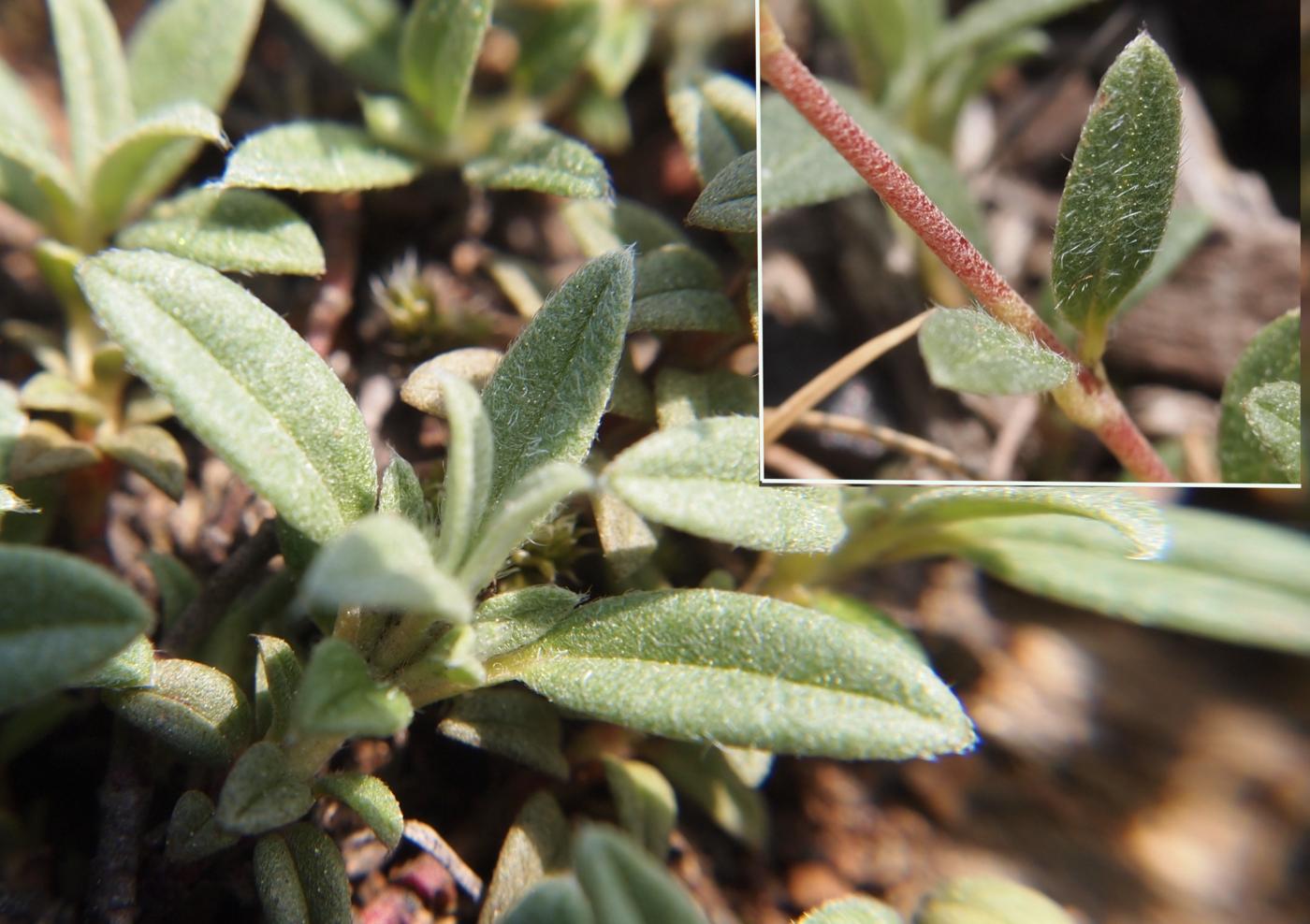 Rock-Rose, (Mountain) leaf